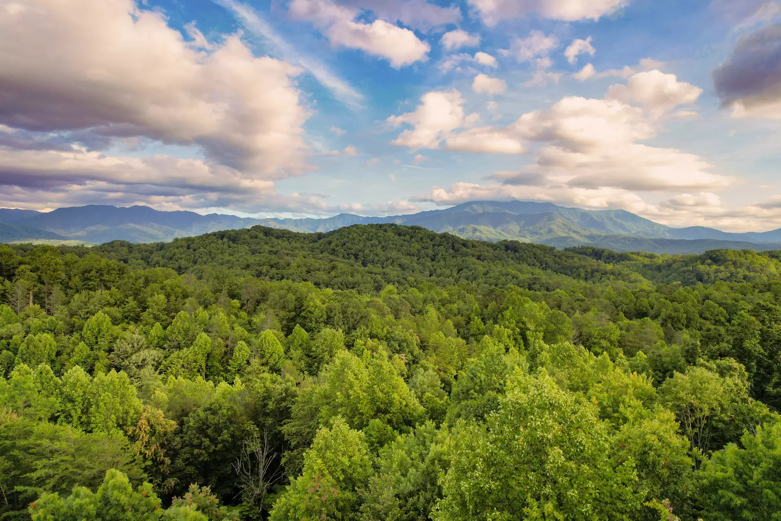 Mountain Vista