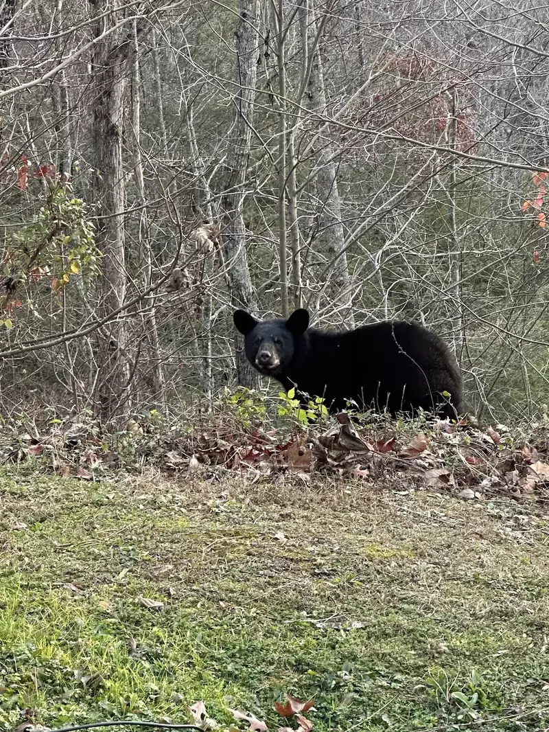 Bearadise
