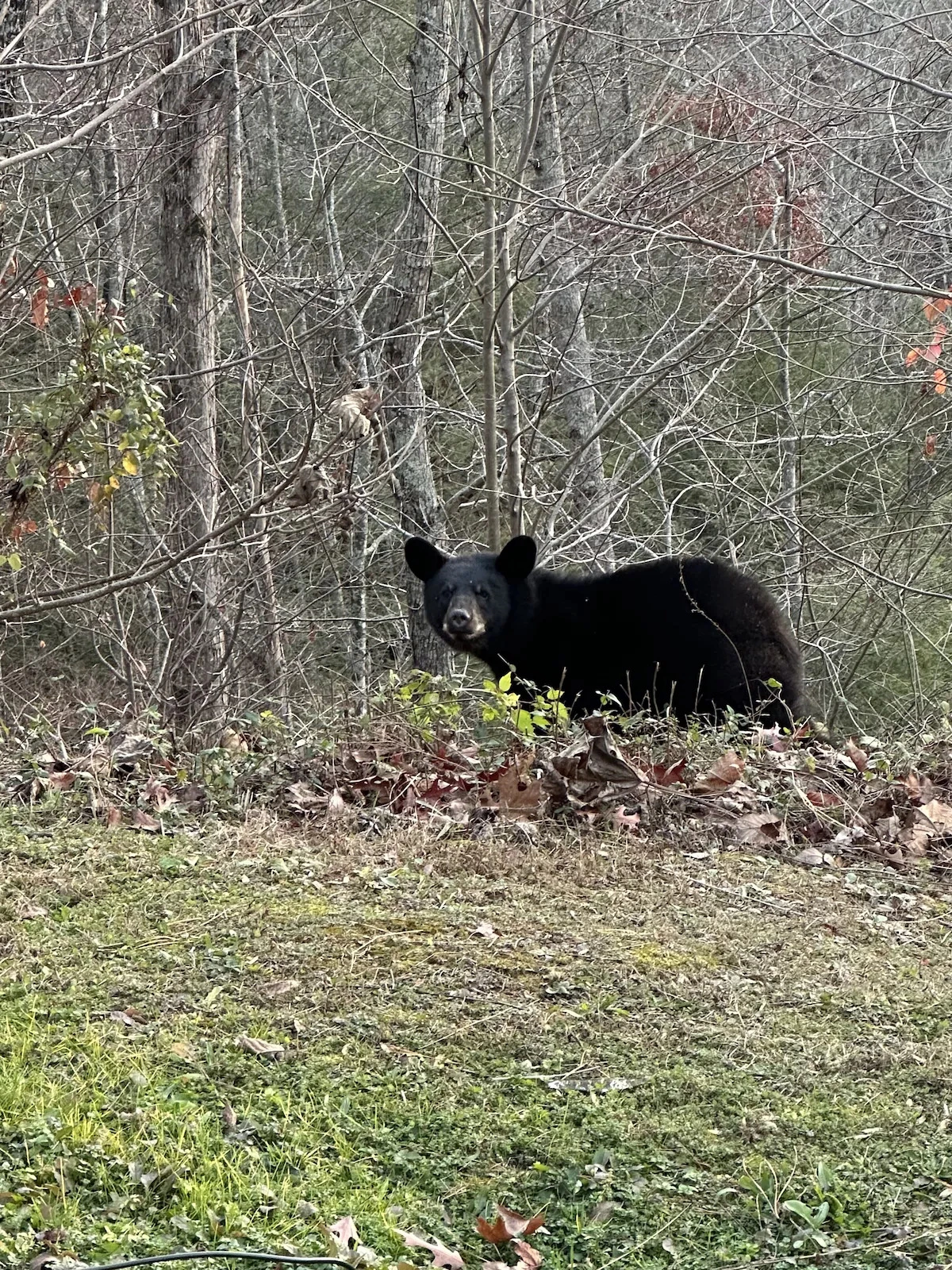 Bearadise