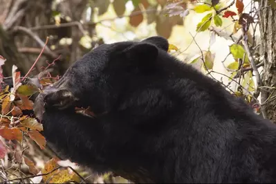 black bear fall in smoky mountains