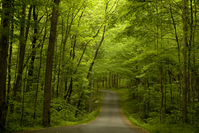 Roaring Fork Motor Nature Trail