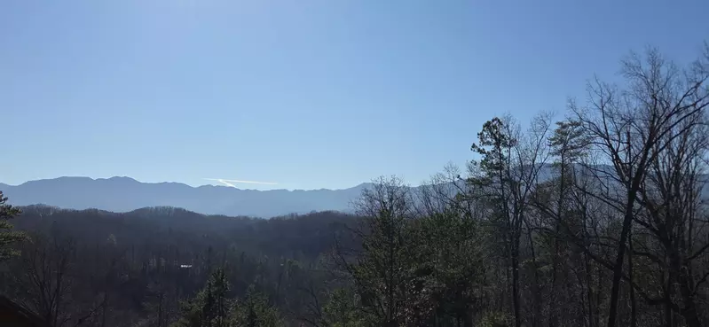 Birds Perch Bluebird