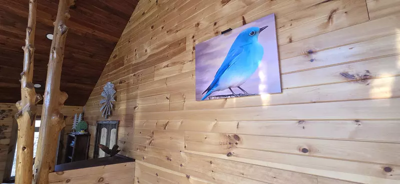 Birds Perch Bluebird