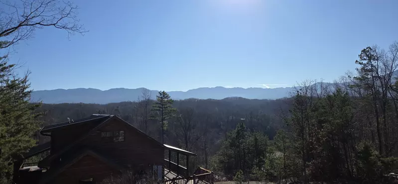 Birds Perch Bluebird