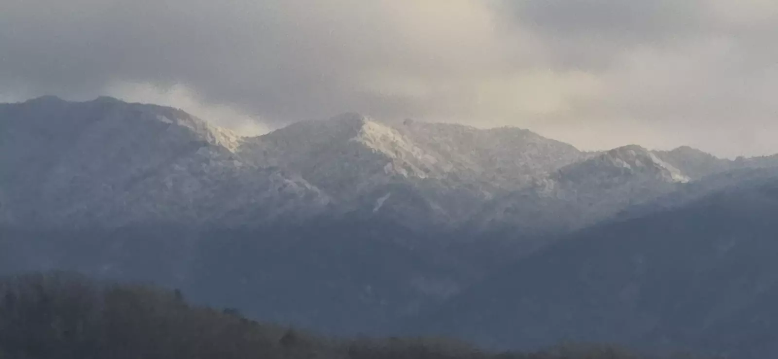 Birds Perch Bluebird