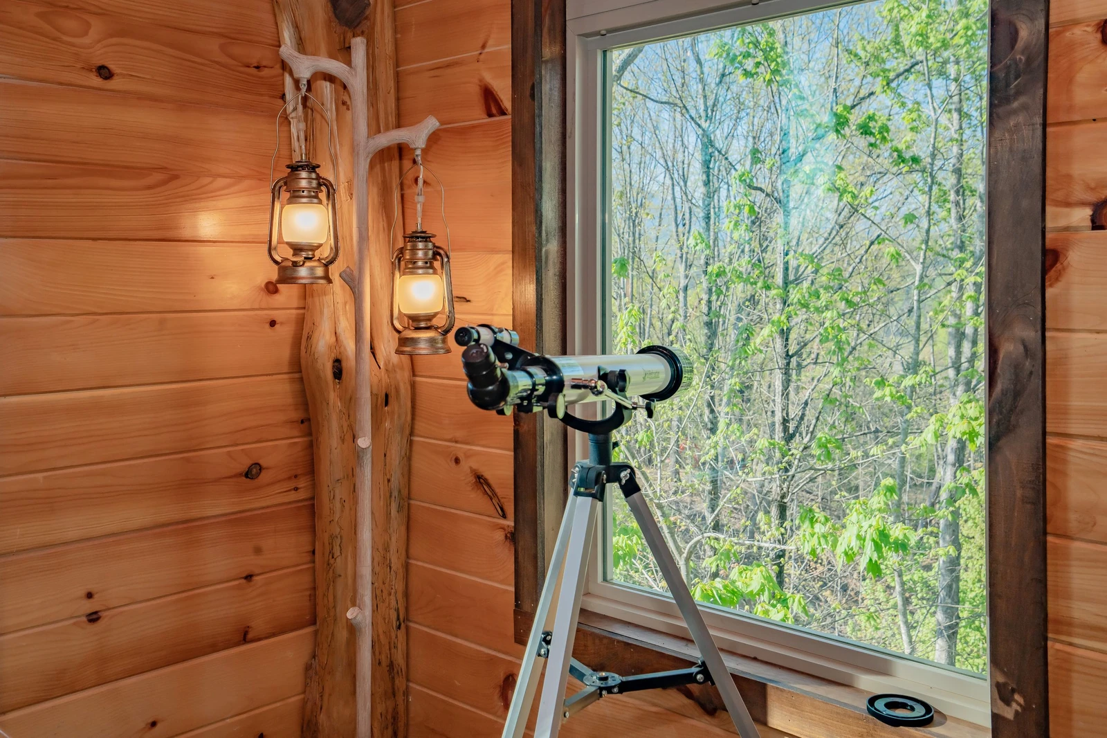 Birds Perch Bluebird