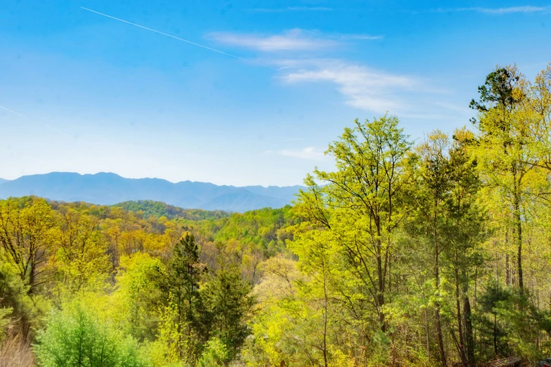 Birds Perch Bluebird