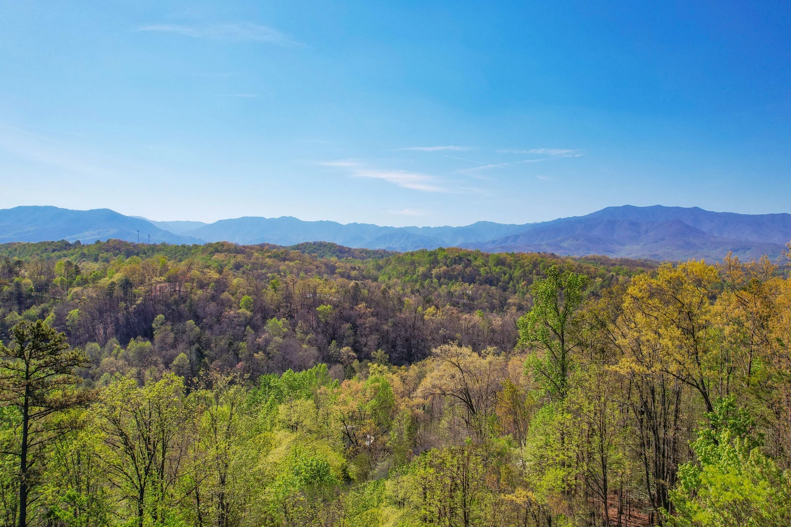 Birds Perch Bluebird