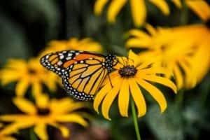 monarch butterfly on a black eyed susan