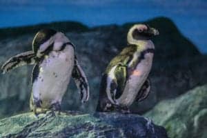 penguins in an aquarium