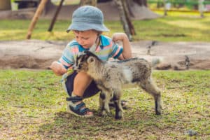 boy petting a goat