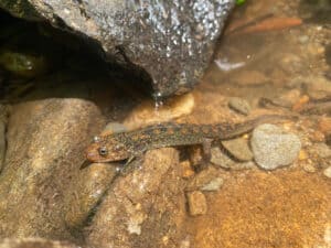 salamander on rocks