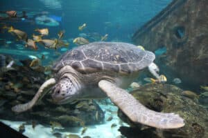 Sally the Sea Turtle at Ripley's Aquarium of the Smokies in Gatlinburg